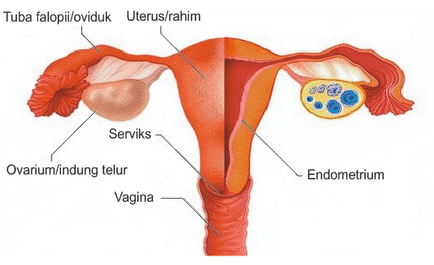 Detail Gambar Fertilisasi Gambar Proses Ovulasi Nomer 13