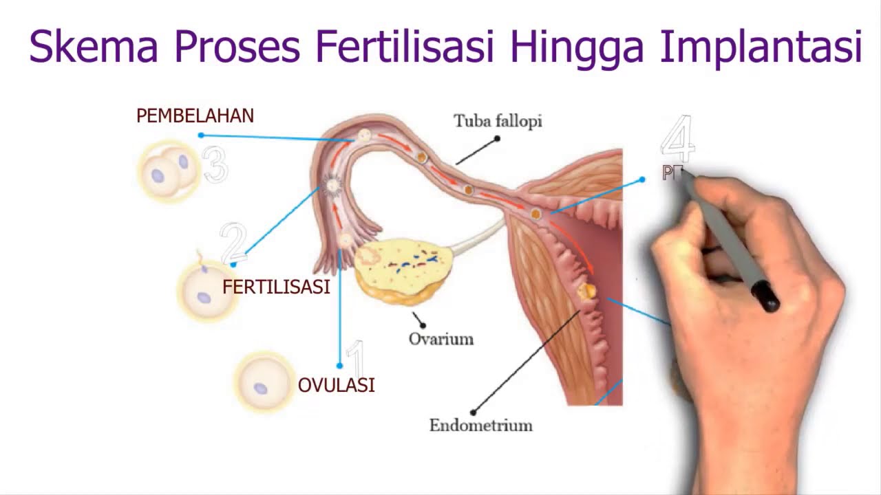 Detail Gambar Fertilisasi Gambar Proses Ovulasi Nomer 15