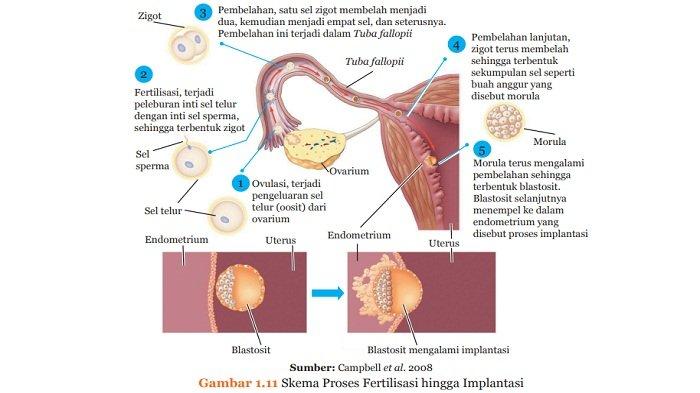 Detail Gambar Fertilisasi Gambar Proses Ovulasi Nomer 3