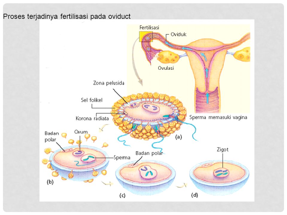 Detail Gambar Fertilisasi Gambar Proses Ovulasi Nomer 18