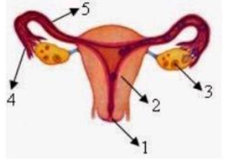 Detail Gambar Fertilisasi Gambar Proses Ovulasi Nomer 22