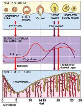 Detail Gambar Fertilisasi Gambar Proses Ovulasi Nomer 24