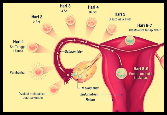 Detail Gambar Fertilisasi Gambar Proses Ovulasi Nomer 4