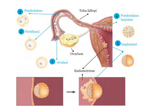 Detail Gambar Fertilisasi Gambar Proses Ovulasi Nomer 5