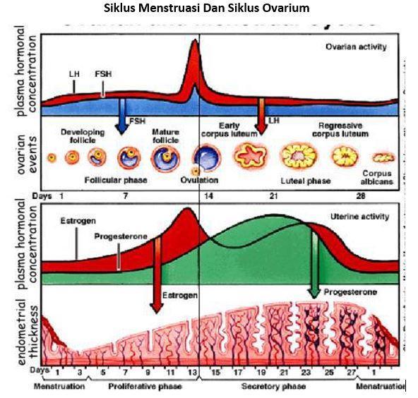 Detail Gambar Fertilisasi Gambar Proses Ovulasi Nomer 44