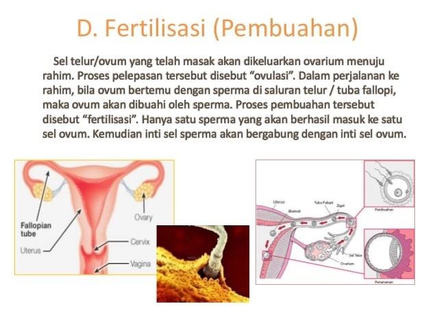 Detail Gambar Fertilisasi Gambar Proses Ovulasi Nomer 6