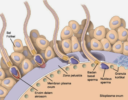 Detail Gambar Fertilisasi Gambar Proses Ovulasi Nomer 7