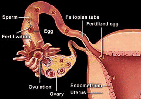 Detail Gambar Fertilisasi Gambar Proses Ovulasi Nomer 9