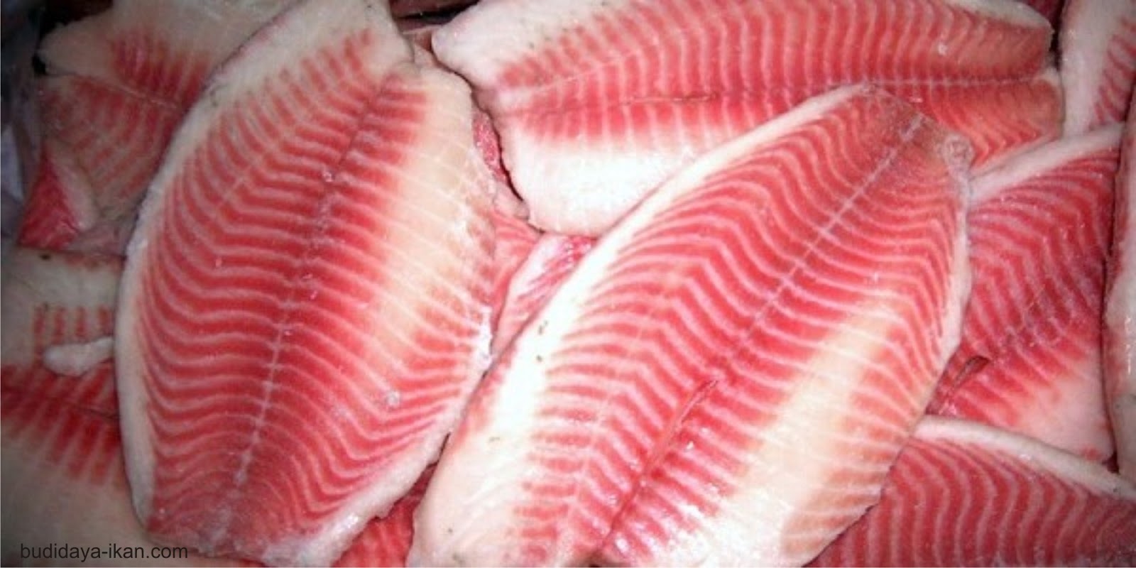 Detail Gambar Fillet Ikan Nomer 3