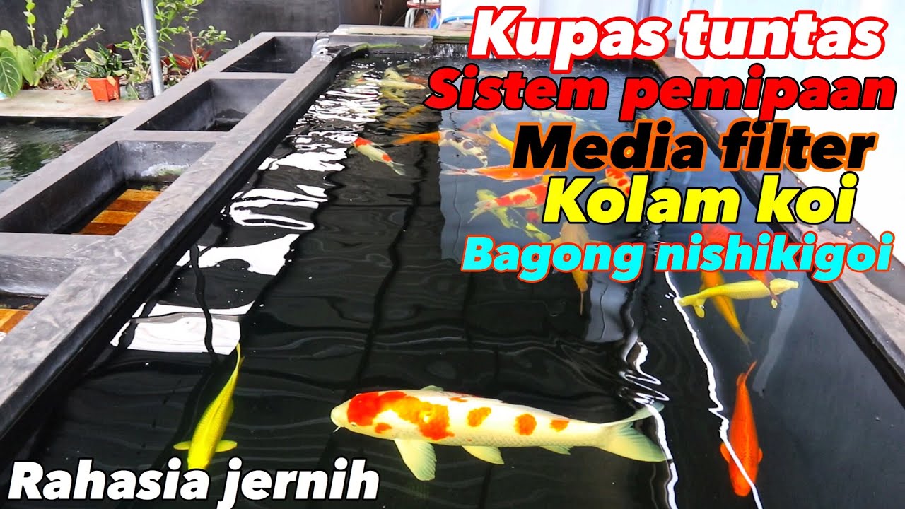 Detail Gambar Filter Kolam Ikan Koi Nomer 5