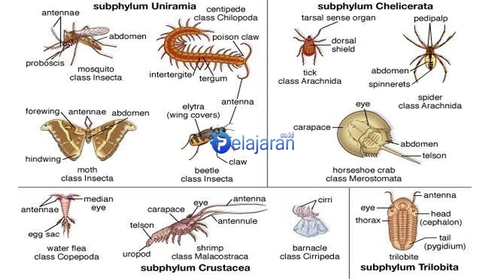 Detail Gambar Filum Arthropoda Nomer 12