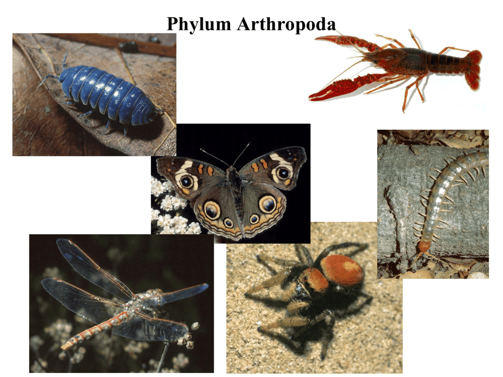 Detail Gambar Filum Arthropoda Nomer 15