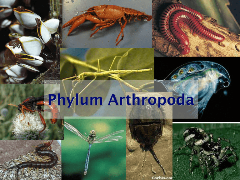 Detail Gambar Filum Arthropoda Nomer 3