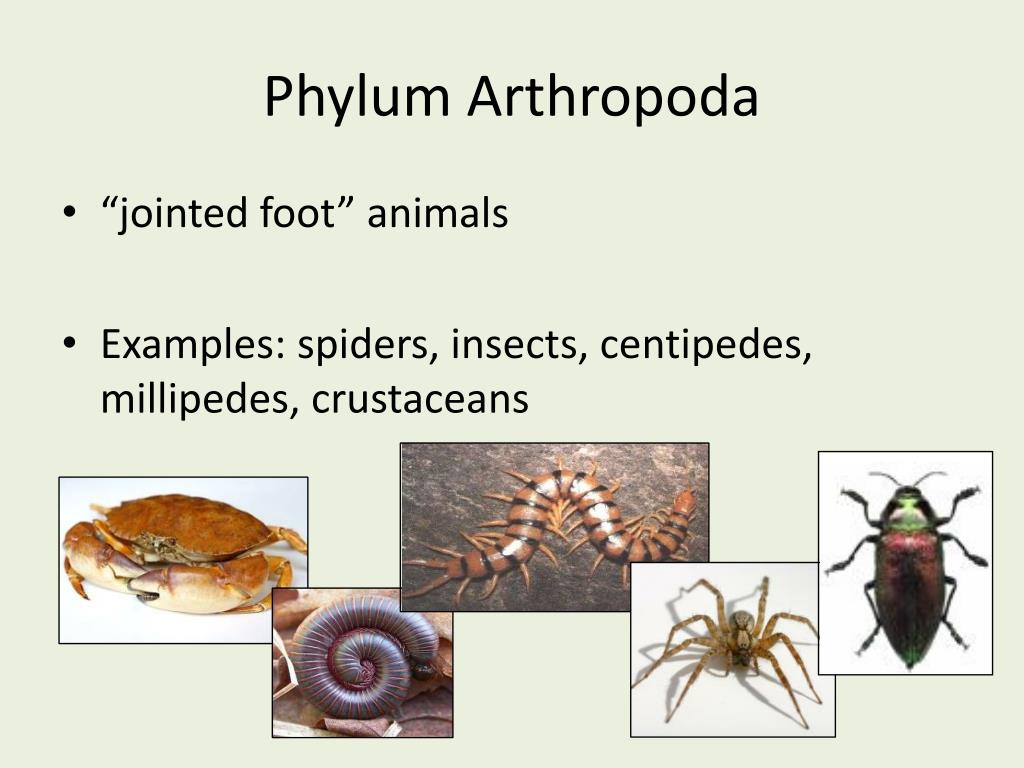 Detail Gambar Filum Arthropoda Nomer 20