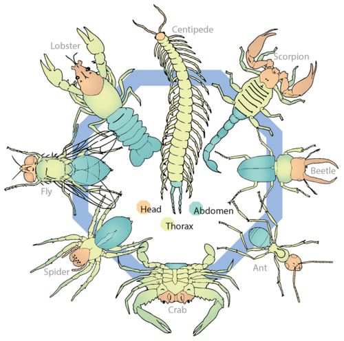 Detail Gambar Filum Arthropoda Nomer 23