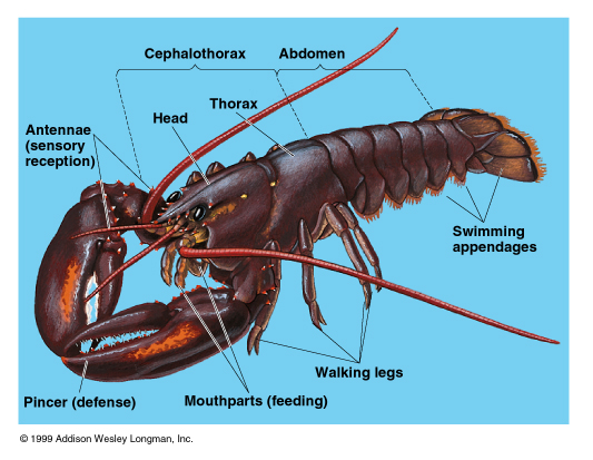 Detail Gambar Filum Arthropoda Nomer 4