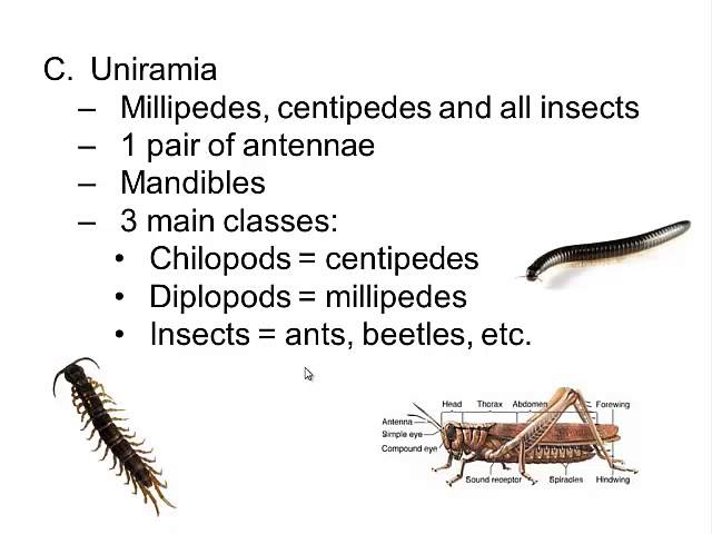 Detail Gambar Filum Arthropoda Nomer 26