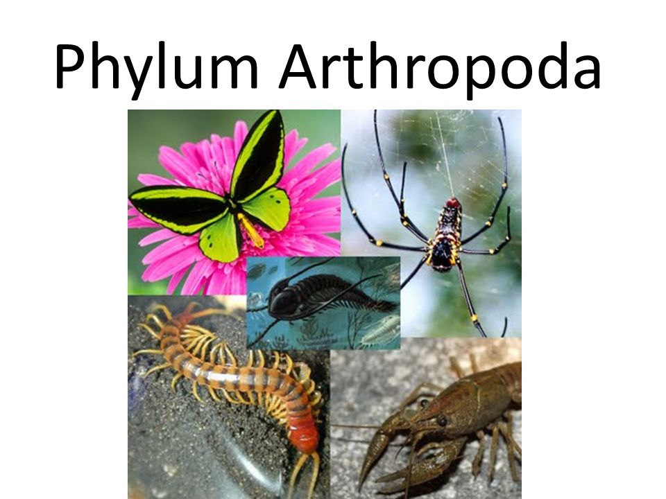 Detail Gambar Filum Arthropoda Nomer 34