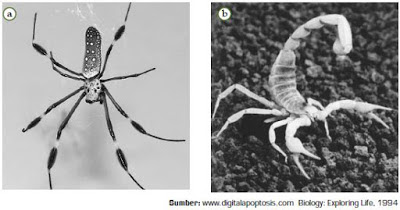 Detail Gambar Filum Arthropoda Nomer 45