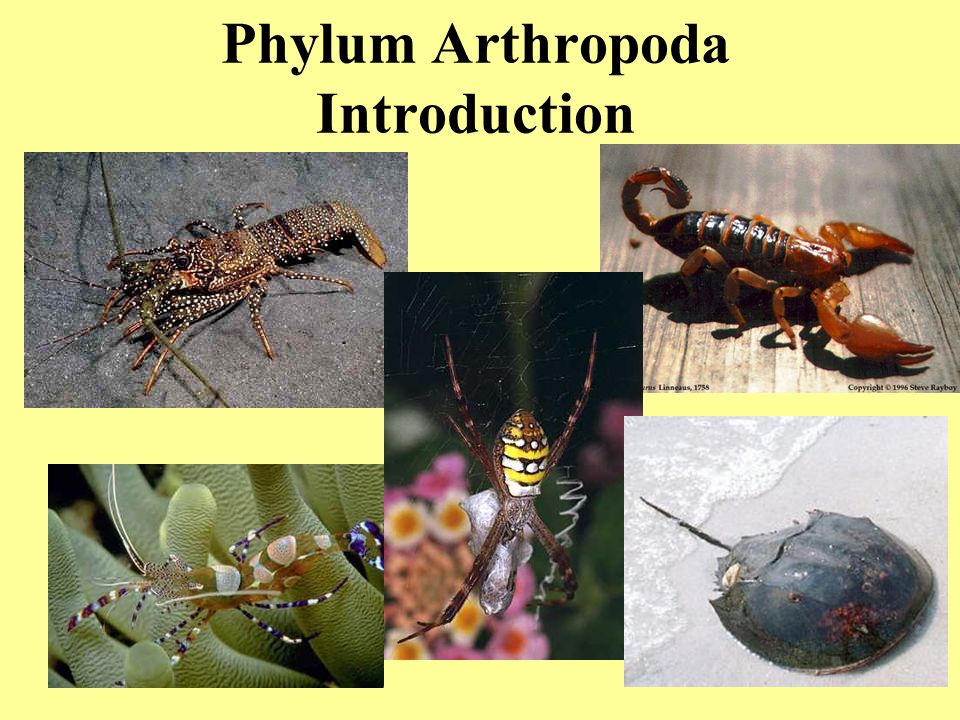 Detail Gambar Filum Arthropoda Nomer 46