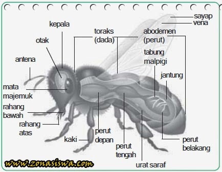 Detail Gambar Filum Arthropoda Nomer 47