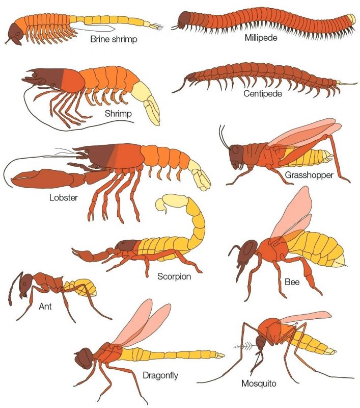 Detail Gambar Filum Arthropoda Nomer 8