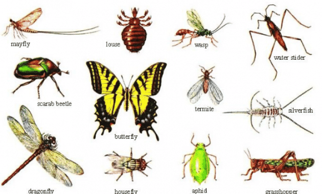 Detail Gambar Filum Arthropoda Nomer 9