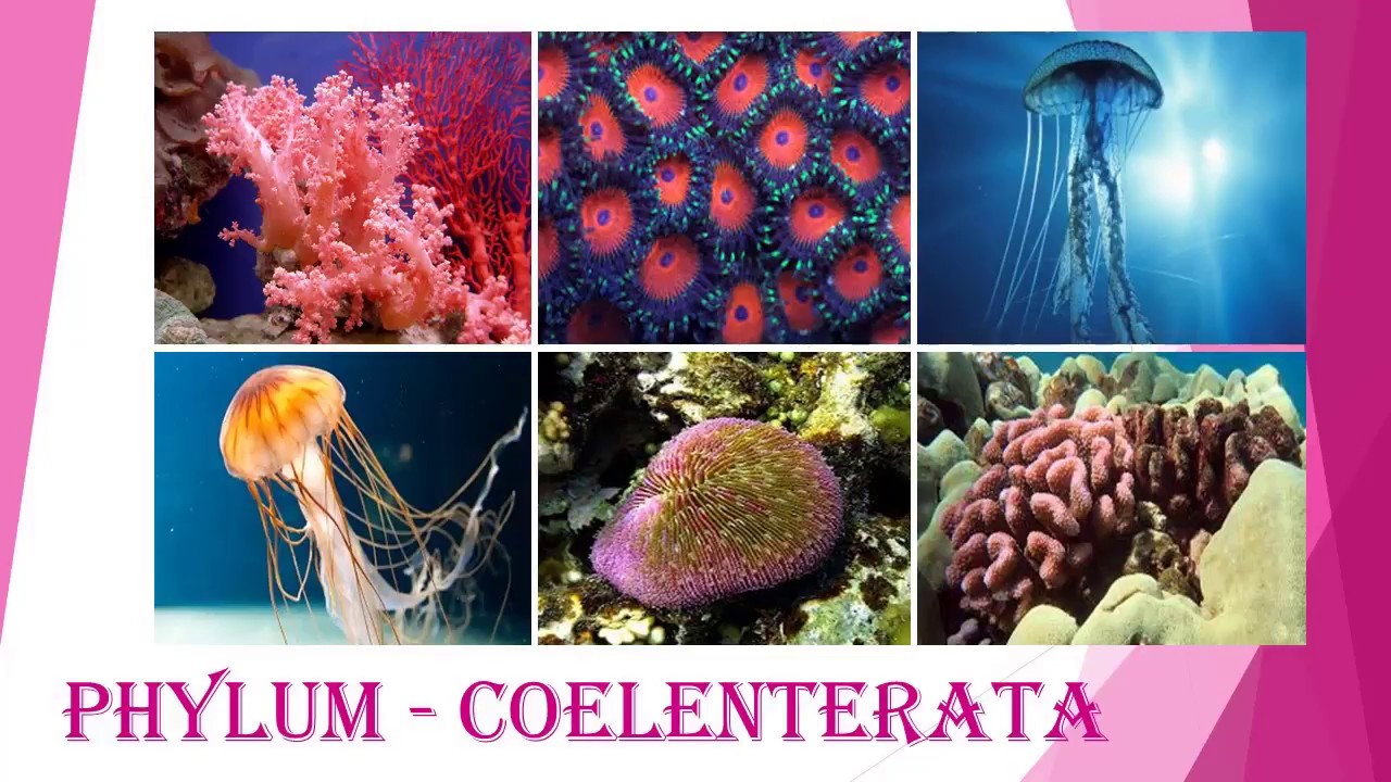 Detail Gambar Filum Coelenterata Nomer 13