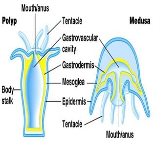 Detail Gambar Filum Coelenterata Nomer 18