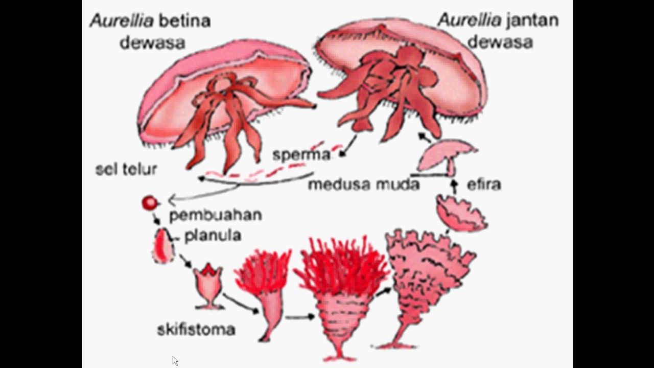 Detail Gambar Filum Coelenterata Nomer 37