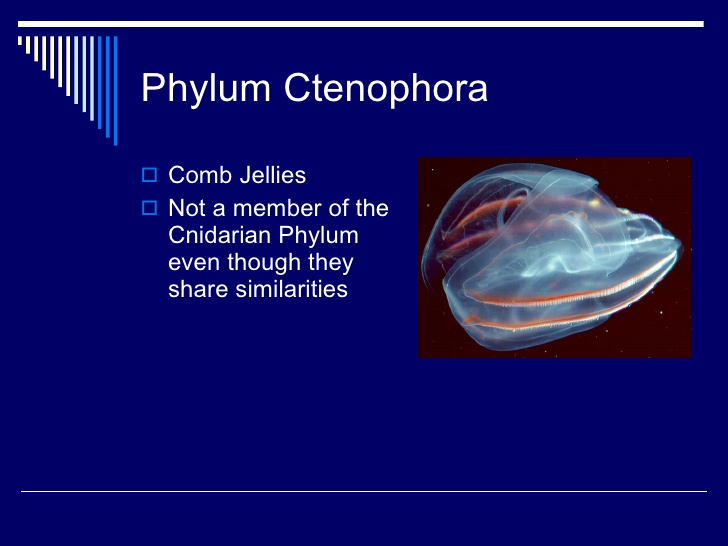 Detail Gambar Filum Ctenopora Nomer 11