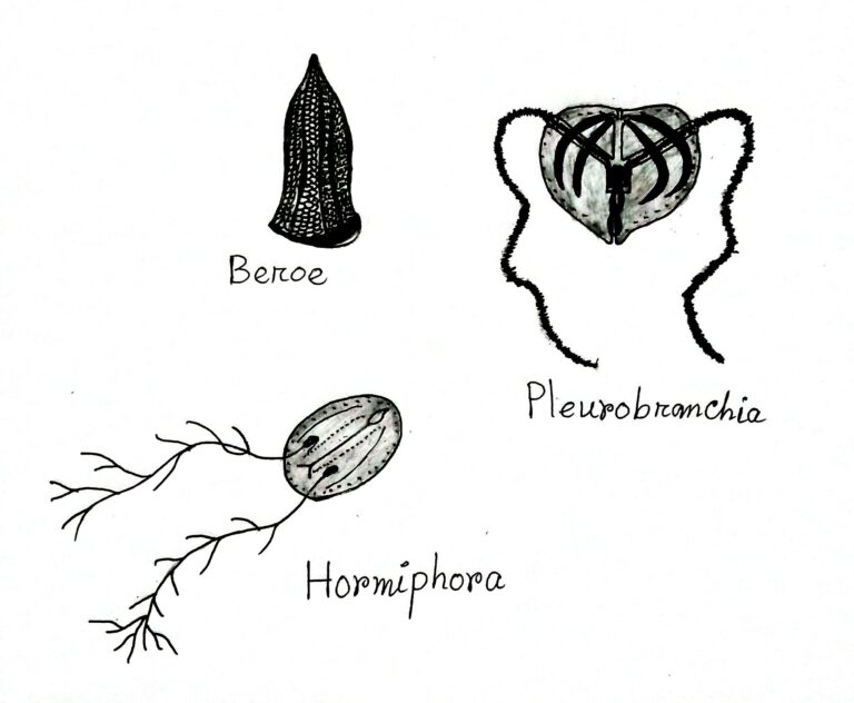 Detail Gambar Filum Ctenopora Nomer 33