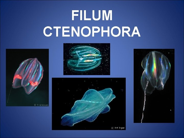 Detail Gambar Filum Ctenopora Nomer 40