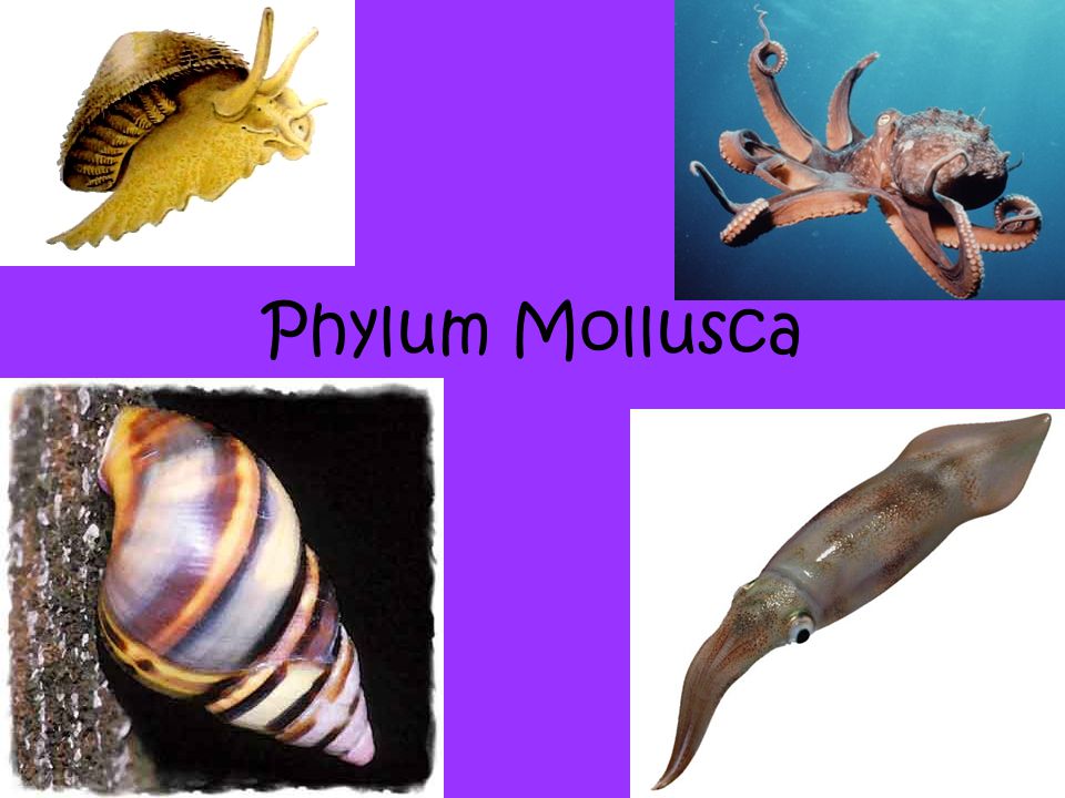 Detail Gambar Filum Mollusca Nomer 14