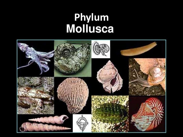 Detail Gambar Filum Mollusca Nomer 21