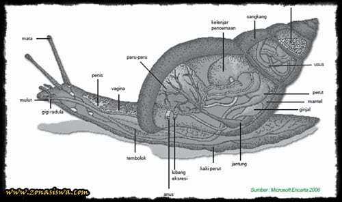Detail Gambar Filum Mollusca Nomer 23