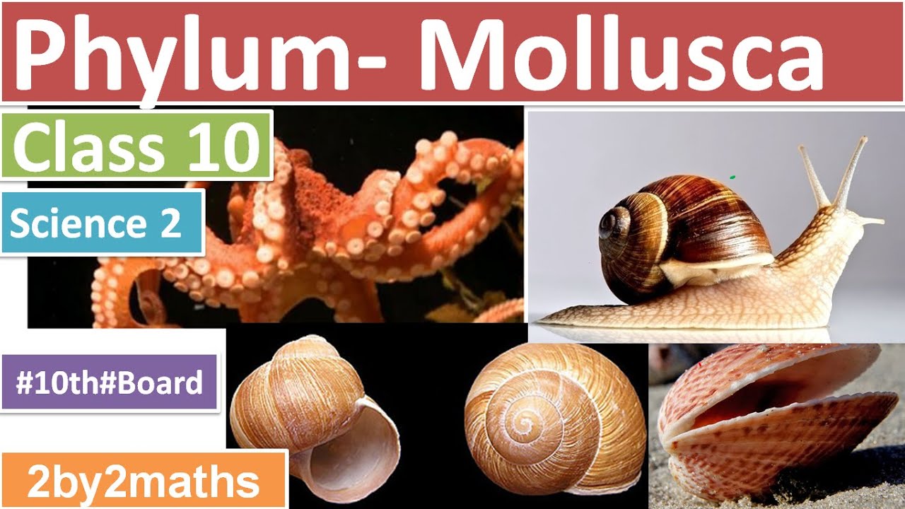 Detail Gambar Filum Mollusca Nomer 26