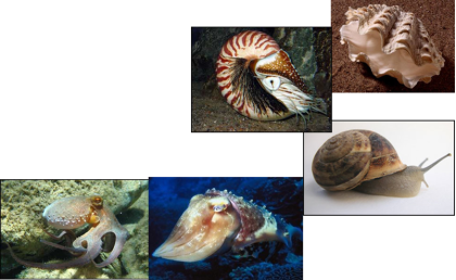 Detail Gambar Filum Mollusca Nomer 32
