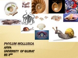 Detail Gambar Filum Mollusca Nomer 41