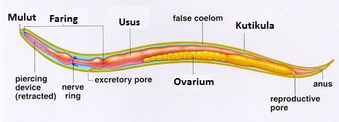 Detail Gambar Filum Nematoda Nomer 18