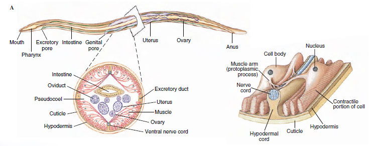 Detail Gambar Filum Nematoda Nomer 19