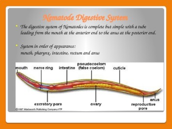 Detail Gambar Filum Nematoda Nomer 30