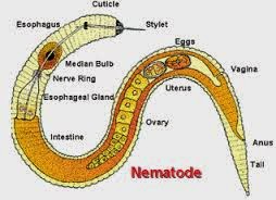 Detail Gambar Filum Nematoda Nomer 6