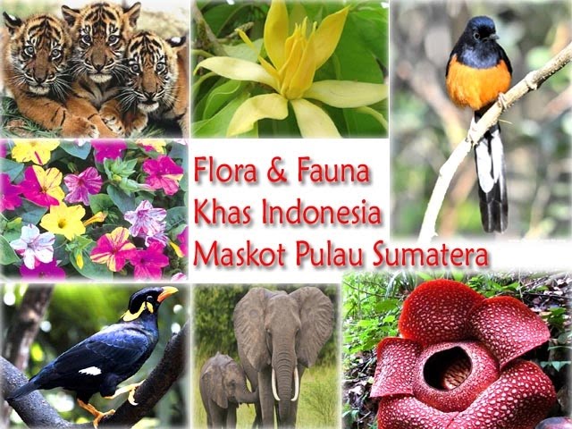 Detail Gambar Fiora Di Sumatera Nomer 10