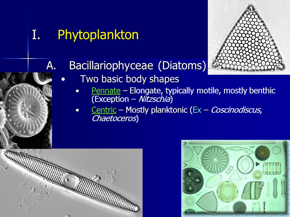 Detail Gambar Fitoplankton Bacillariophyceae Nomer 13