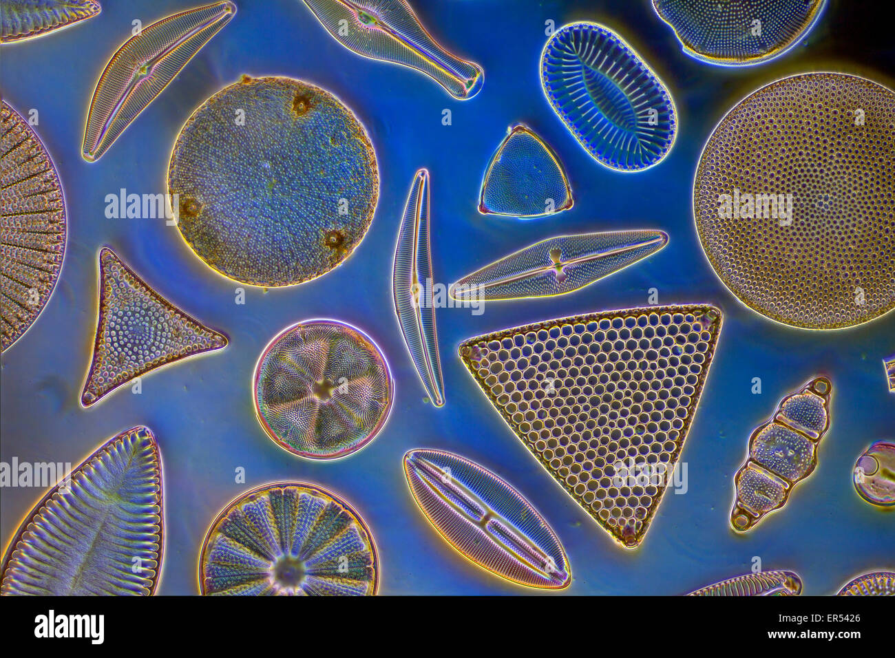 Detail Gambar Fitoplankton Bacillariophyceae Nomer 19