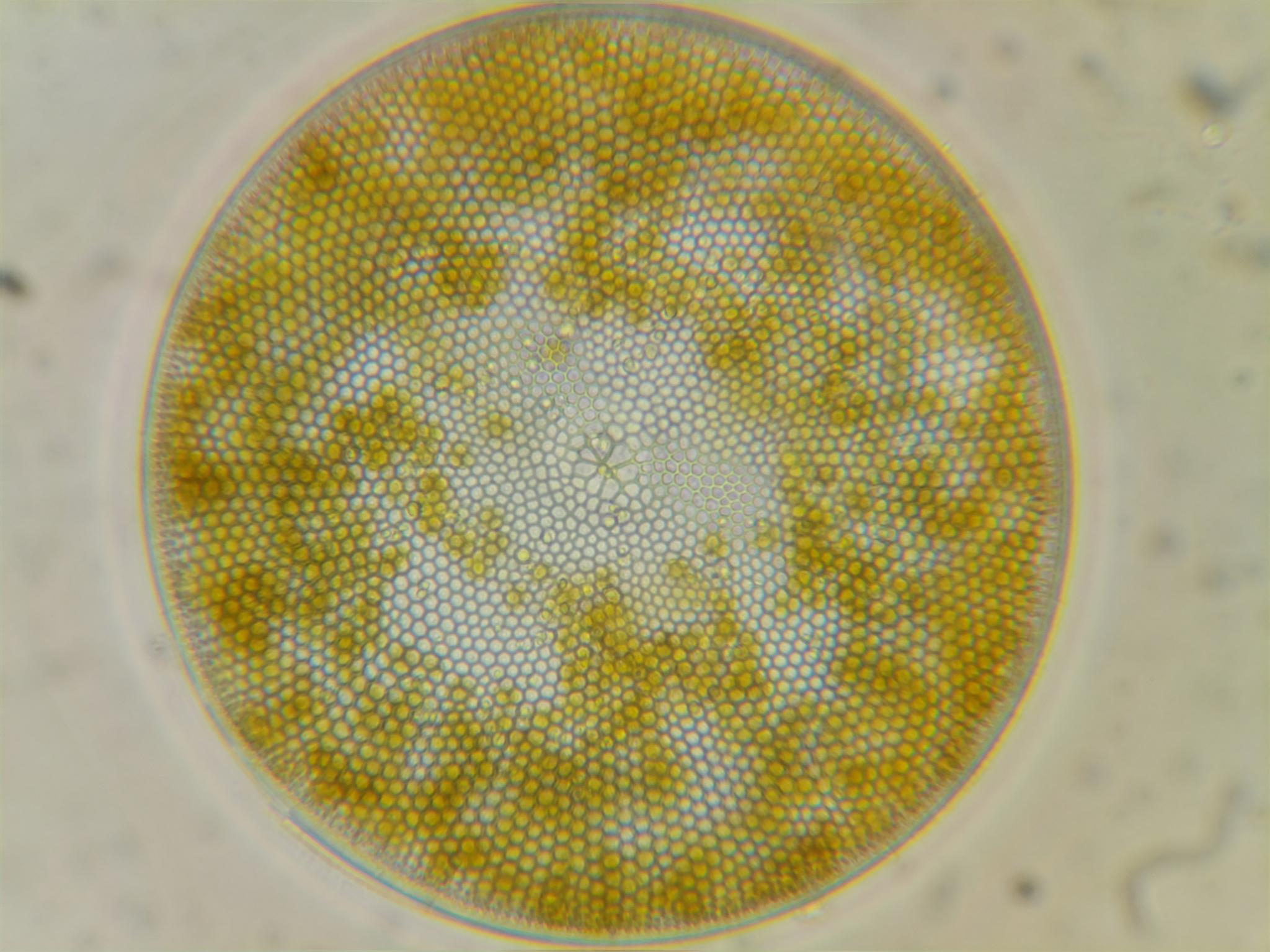 Detail Gambar Fitoplankton Bacillariophyceae Nomer 24