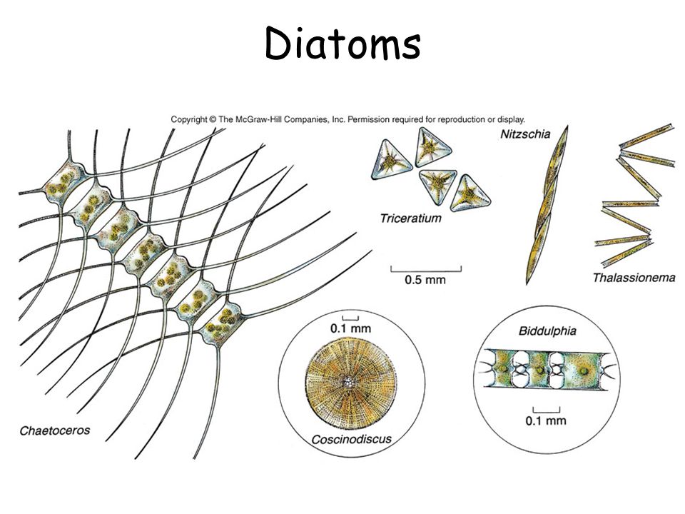 Detail Gambar Fitoplankton Bacillariophyceae Nomer 25