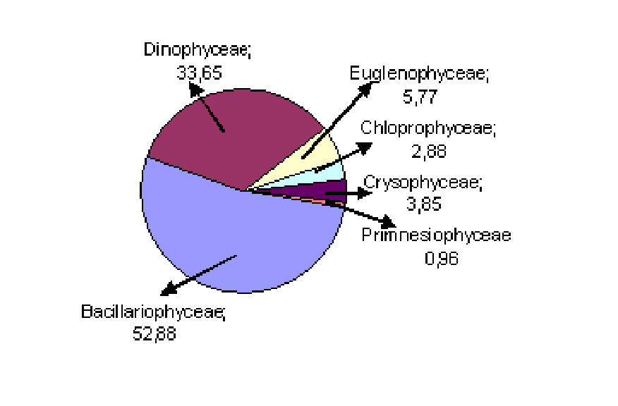 Detail Gambar Fitoplankton Bacillariophyceae Nomer 26