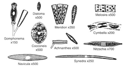 Detail Gambar Fitoplankton Bacillariophyceae Nomer 7